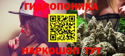 крисы Кингисепп
