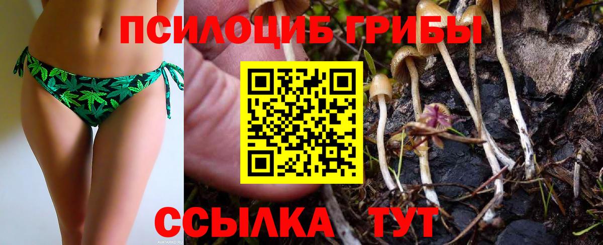 Псилоцибиновые грибы Cubensis Краснознаменск